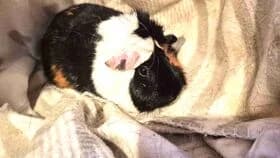Feline / geb. 01.09.2024, female young mixed breed for adoption at Meerschweinchen in Not