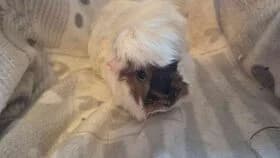 Fia / geb. 04.2024, female young mixed breed for adoption at Meerschweinchen in Not