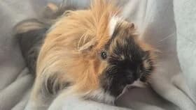 Fluffy / 05.2024, female young mixed breed for adoption at Meerschweinchen in Not