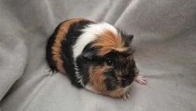 Ginny / geb. 05.2025, female young mixed breed for adoption at Meerschweinchen in Not