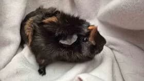Hazel / geb. 18.09.2024, female young mixed breed for adoption at Meerschweinchen in Not