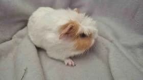 Homer / geb. 13.05.2026, male mixed breed for adoption at Meerschweinchen in Not