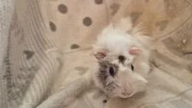 Isadora / geb. 02.2025 zusammen mit Pantha, young mixed breed for adoption at Meerschweinchen in Not