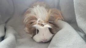 Jeff / geb. 05.2024 zusammen mit Sunny +, young mixed breed for adoption at Meerschweinchen in Not
