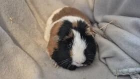 Jenny / geb. 07.2024, female young mixed breed for adoption at Meerschweinchen in Not