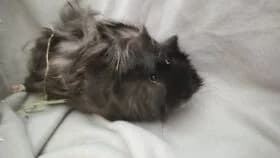 Jonny / geb. 12.2023, male young mixed breed for adoption at Meerschweinchen in Not