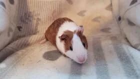 Jule / geb. 20.12.2024, female young mixed breed for adoption at Meerschweinchen in Not
