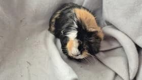 Karin / geb. 09.2022, female 3yo mixed breed for adoption at Meerschweinchen in Not