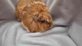 Keks / 03.08.2024, male young mixed breed for adoption at Meerschweinchen in Not