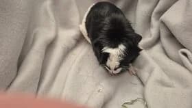 Lolly / geb. 11.02.2022, female 4yo mixed breed for adoption at Meerschweinchen in Not