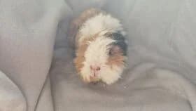Lupin / geb. 09.2022 zusammen mit Rose/reserviert, 3yo mixed breed for adoption at Meerschweinchen in Not
