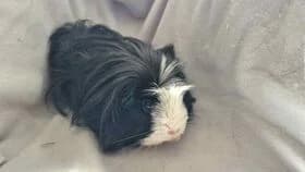 Mama / geb. 06.2024, female young mixed breed for adoption at Meerschweinchen in Not