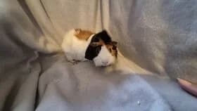 Max geb.01.06.2025, male young mixed breed for adoption at Meerschweinchen in Not