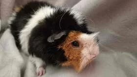 Milka / geb. 26.09.2024, female young mixed breed for adoption at Meerschweinchen in Not