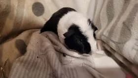 Pantha / geb. 06.2024 zusammen mit Isadora, young mixed breed for adoption at Meerschweinchen in Not