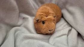 Peanut / geb. 18.09.2024, female young mixed breed for adoption at Meerschweinchen in Not