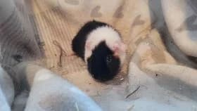 Rosalie / geb. 28.02.2025, female young mixed breed for adoption at Meerschweinchen in Not