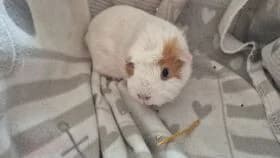 Rose / geb.01.04.2022 zusammen mit Lupin, female 4yo mixed breed for adoption at Meerschweinchen in Not