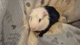 Samuel / geb. 10.2024, male young mixed breed for adoption at Meerschweinchen in Not