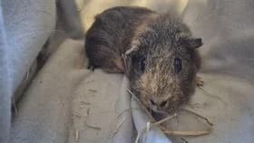 Schluppi / geb. 10.2022, female 4yo mixed breed for adoption at Meerschweinchen in Not