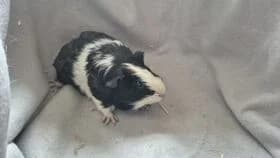 Sky / geb. 04.2025, female young mixed breed for adoption at Meerschweinchen in Not