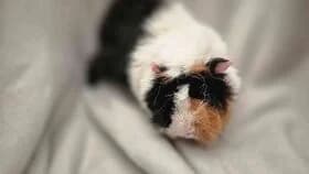Smartie /geb.26.09.2026, female young mixed breed for adoption at Meerschweinchen in Not
