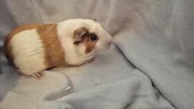Sonia / geb. 01.12.2025, female mixed breed for adoption at Meerschweinchen in Not