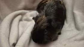 Summy / geb. 20.09.2024, female young mixed breed for adoption at Meerschweinchen in Not
