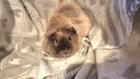 Teddy / geb. 01.06.2023, female young mixed breed for adoption at Meerschweinchen in Not