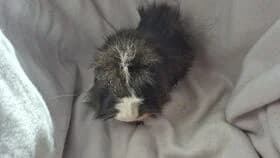 Teddy / geb. 10.2023, male young mixed breed for adoption at Meerschweinchen in Not