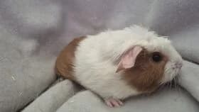 Uschi / geb. 13.05.2026, female mixed breed for adoption at Meerschweinchen in Not