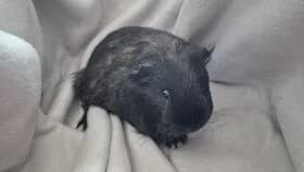 Vanile / geb. 02.2025 zusammen mit Colin, female young mixed breed for adoption at Meerschweinchen in Not