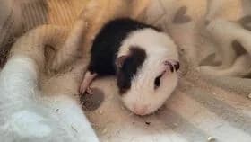 Vicky / geb. 28.02.2025, female young mixed breed for adoption at Meerschweinchen in Not