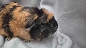 Waffel / geb. 01.2024, female young mixed breed for adoption at Meerschweinchen in Not