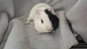 Willi / 16.04.2026, male mixed breed for adoption at Meerschweinchen in Not