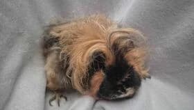 Zimtschnecke / geb. 01.2024, female young mixed breed for adoption at Meerschweinchen in Not