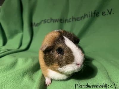 Phibi (reserviert), female Mixed Breed for adoption at Meerschweinchenhilfe, Murrhardt