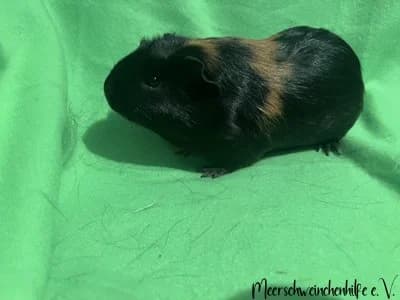 Cloe (reserviert), female Mixed Breed for adoption at Meerschweinchenhilfe, Murrhardt