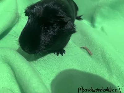 Diana, female Mixed Breed for adoption at Meerschweinchenhilfe, Murrhardt