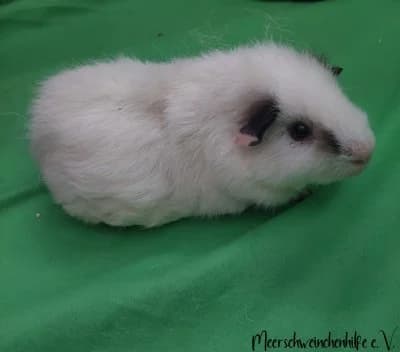 Filou (reserviert), male Mixed Breed for adoption at Meerschweinchenhilfe, Murrhardt