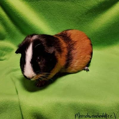 Popcorn, male Mixed Breed for adoption at Meerschweinchenhilfe, Murrhardt
