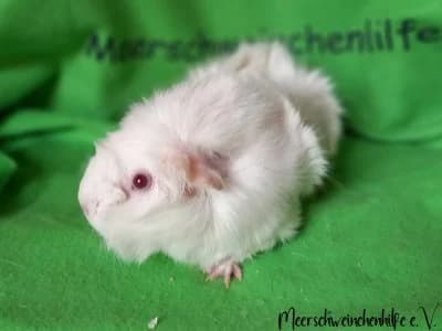 Lumi (reserviert), female Mixed Breed for adoption at Meerschweinchenhilfe, Murrhardt