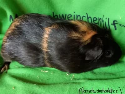 Maya (reserviert), female young Mixed Breed for adoption at Meerschweinchenhilfe, Murrhardt