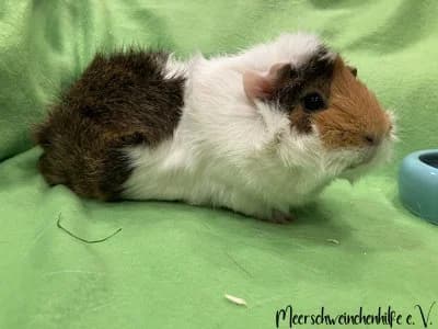 Mixi, female puppy Mixed Breed for adoption at Meerschweinchenhilfe, Murrhardt