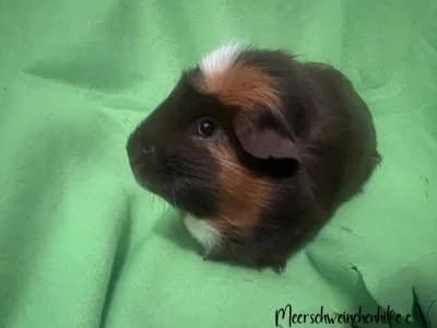 Murmel, male Mixed Breed for adoption at Meerschweinchenhilfe, Murrhardt