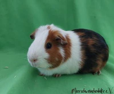 Nikki, male Mixed Breed for adoption at Meerschweinchenhilfe, Murrhardt
