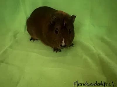 Nugget, male Mixed Breed for adoption at Meerschweinchenhilfe, Murrhardt