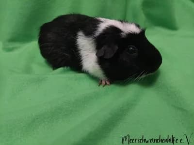 Coco, female 5yo Mixed Breed for adoption at Meerschweinchenhilfe, Murrhardt