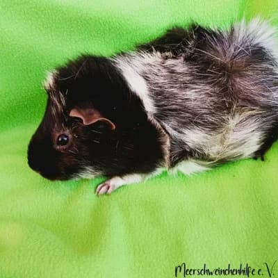 Ronja, female Mixed Breed for adoption at Meerschweinchenhilfe, Murrhardt