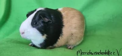 Schlemihl (reserviert), male Mixed Breed for adoption at Meerschweinchenhilfe, Murrhardt